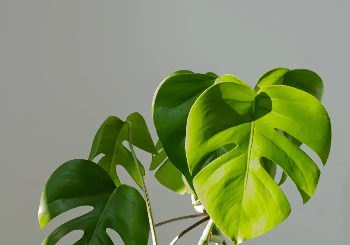 Monstera nuotrauka