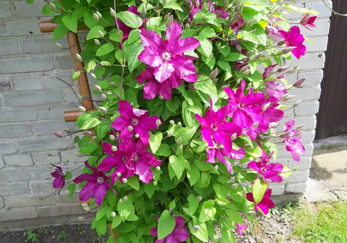 Raganė (Vijoklinė) nuotrauka
