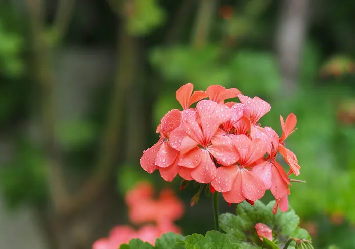 Pelargonija nuotrauka