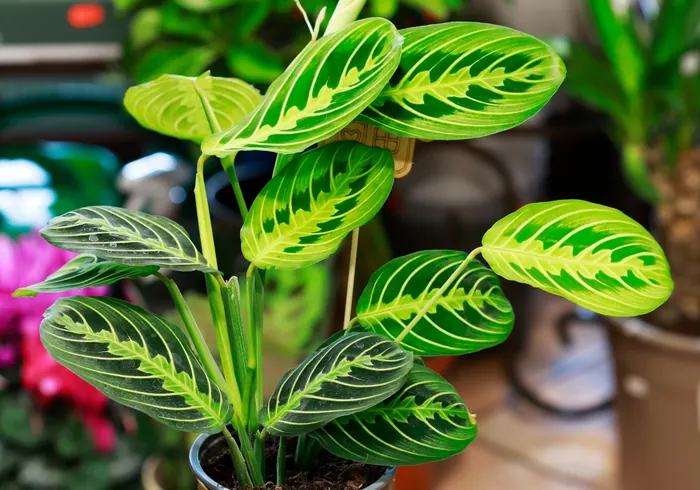 Maranta nuotrauka