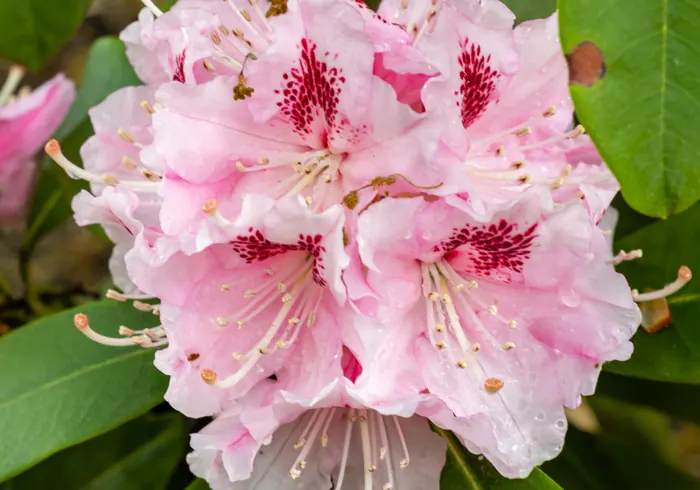 Rododendras nuotrauka
