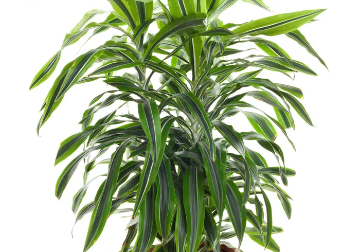 Chlorofitas nuotrauka