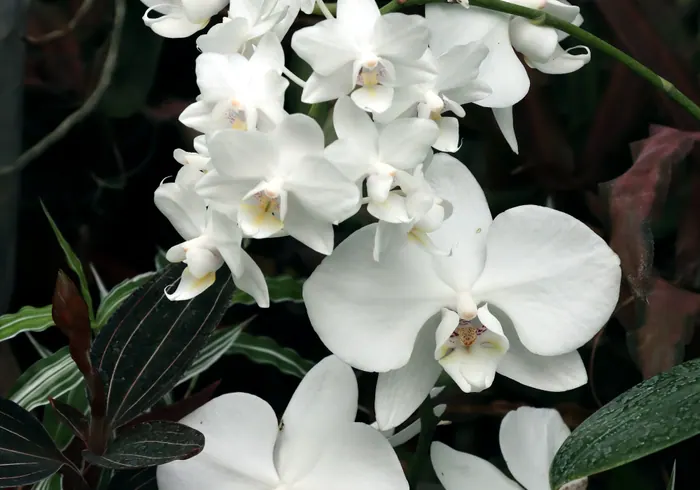 Orchidėja Falenopsis nuotrauka