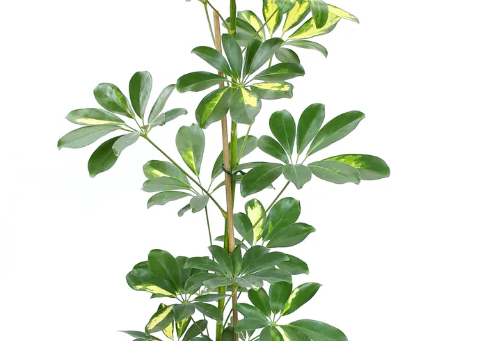 Šeflera nuotrauka