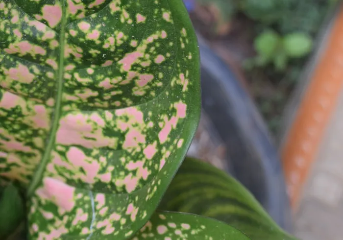 Aglaonema nuotrauka