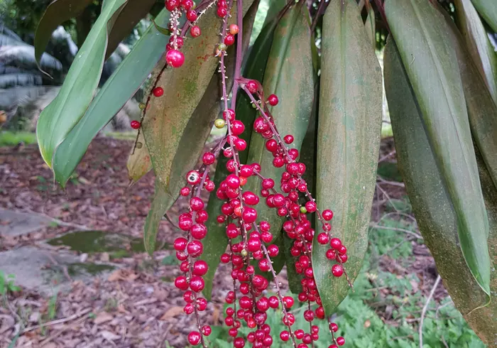 Kordilina nuotrauka