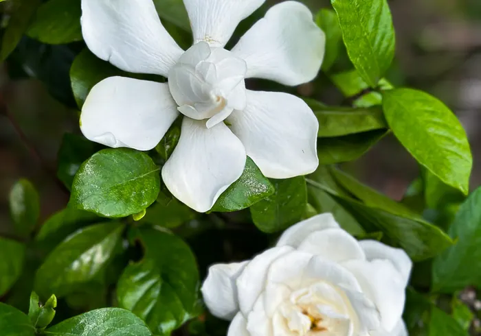 Gardenija nuotrauka