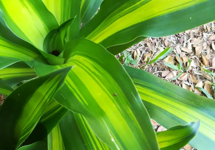 Dracena nuotrauka