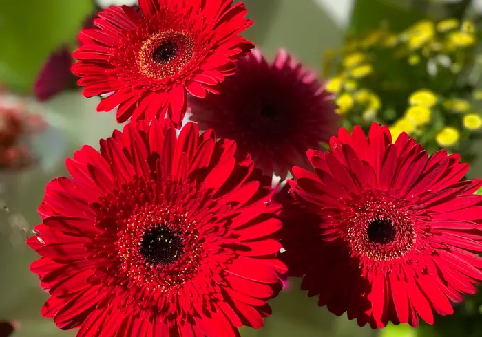Gerbera nuotrauka