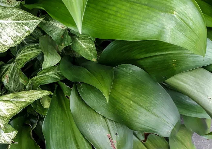 Aspidistra nuotrauka