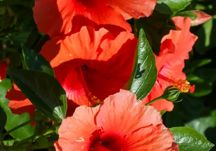 Hibiskas nuotrauka