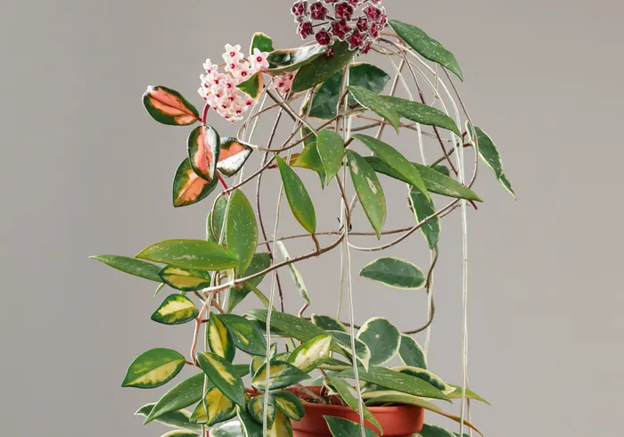 Hoja nuotrauka