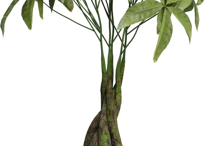 Raivė (Vandeninė pachira) nuotrauka