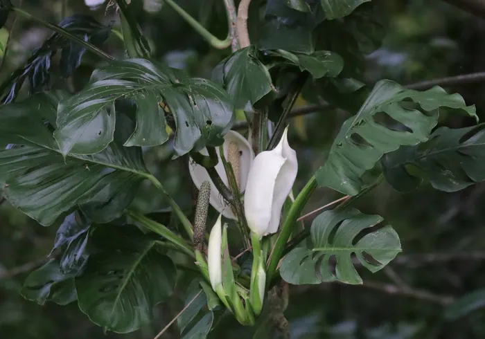 Adansono monstera nuotrauka