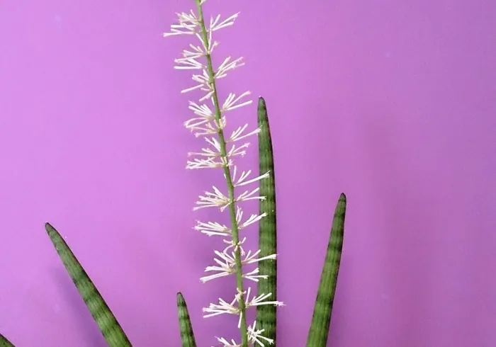 Angolinė dracena nuotrauka