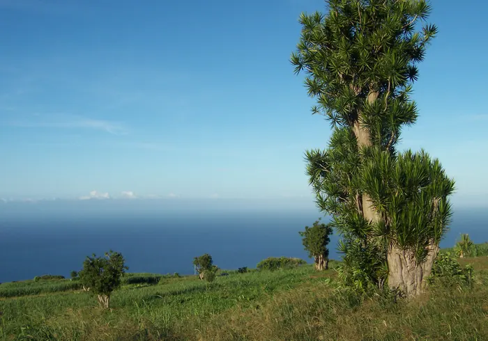 Kvapioji dracena nuotrauka