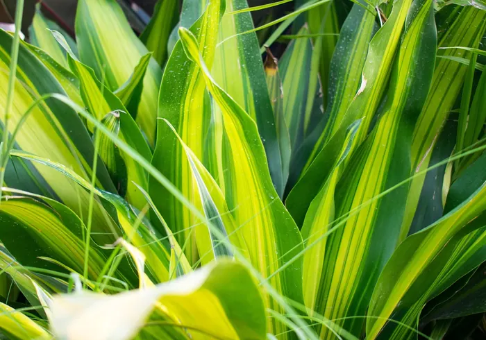 Kraštinė dracena nuotrauka