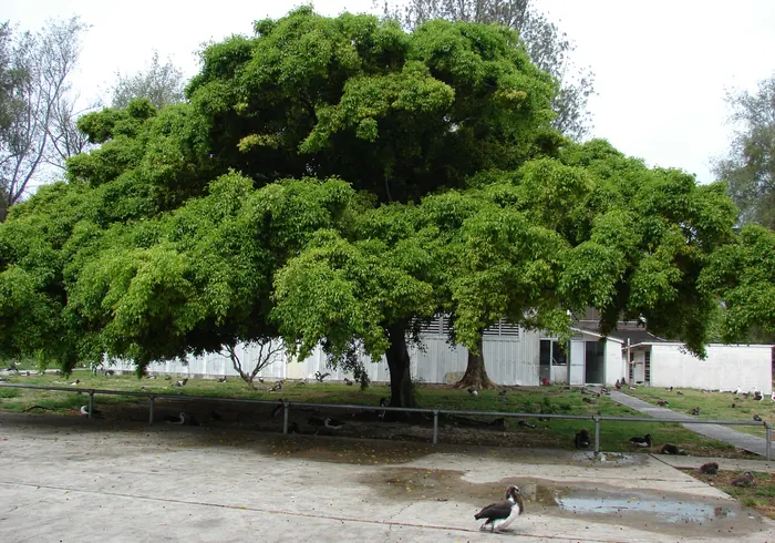 Benjamino fikusas nuotrauka