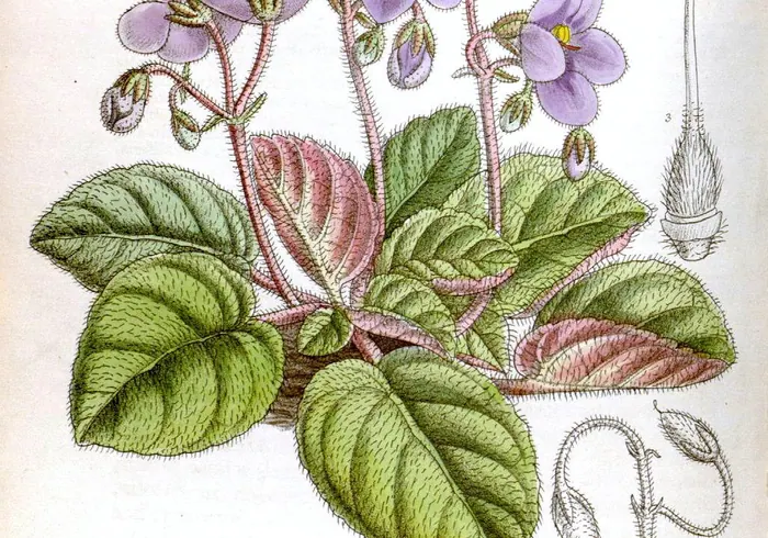 Afrikinė žibutė nuotrauka