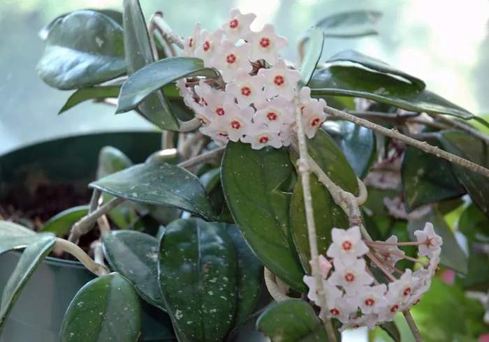 Hoja nuotrauka