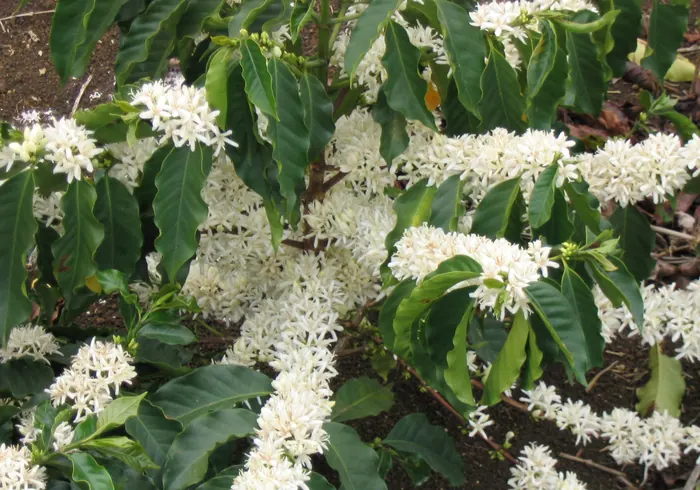 Arabinis kavamedis nuotrauka