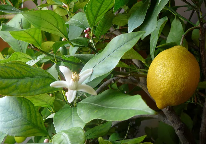 Citrinmedis nuotrauka