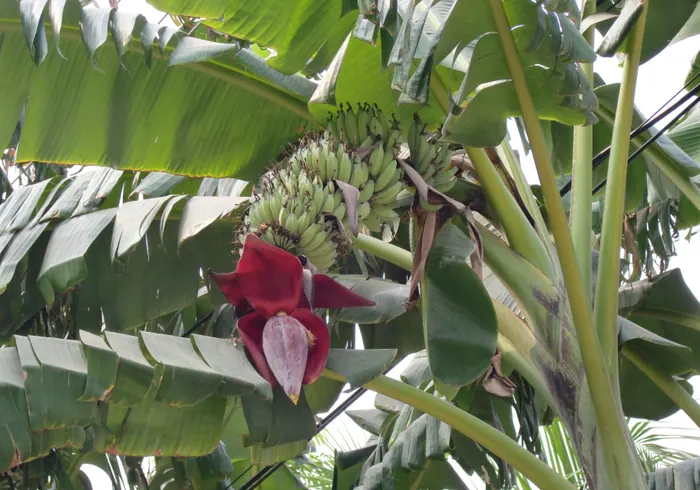 Valgomasis bananas nuotrauka