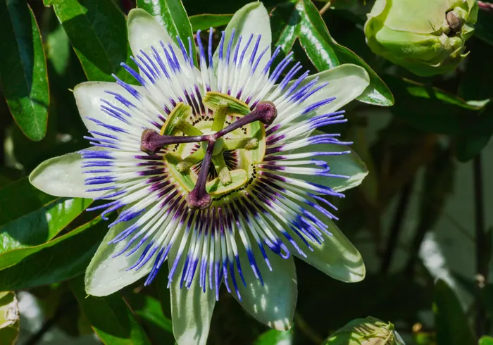 Mėlynoji pasiflora nuotrauka