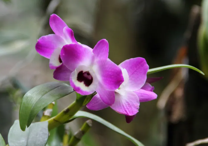 Kilnusis dendrobis nuotrauka