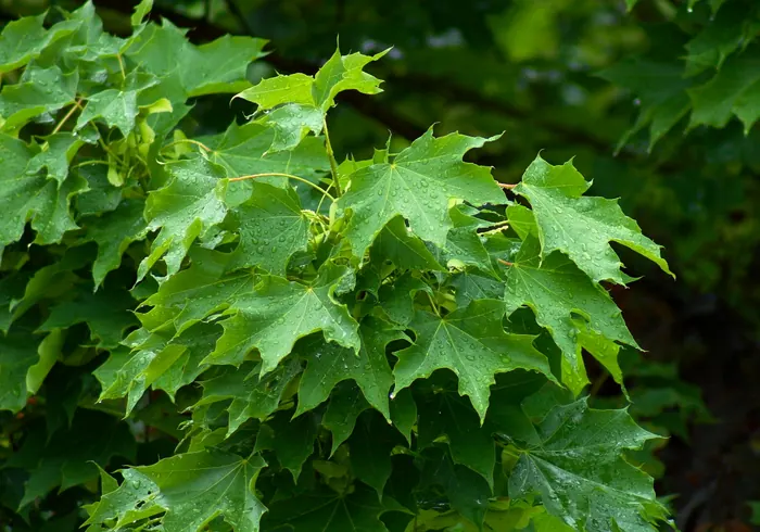 Paprastasis klevas nuotrauka