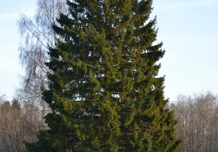 Paprastoji eglė nuotrauka