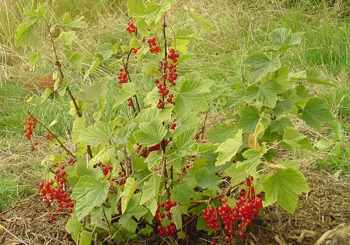 Raudonasis serbentas nuotrauka