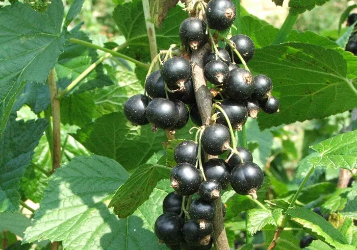 Juodasis serbentas nuotrauka