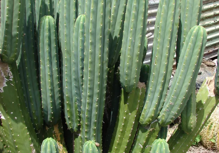 San Pedro kaktusas nuotrauka