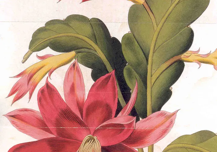 Akermano epifilis (disokaktusas) nuotrauka