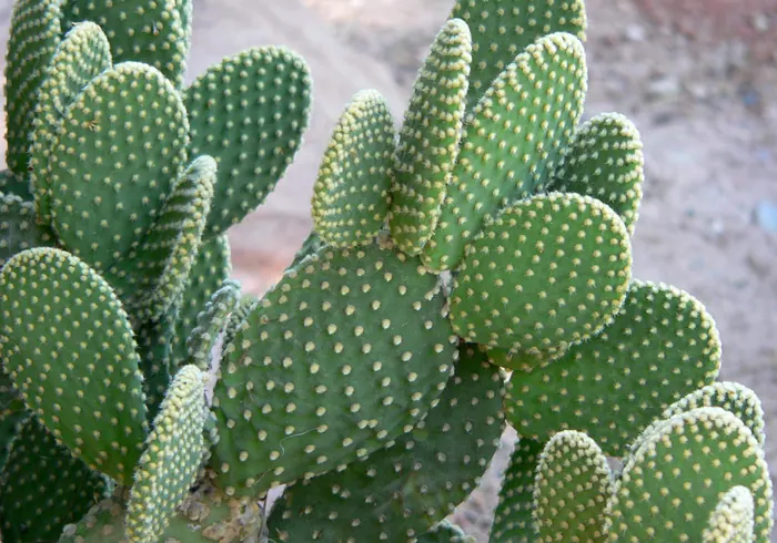 Dygliuotoji opuncija (Opuntia microdasys) nuotrauka