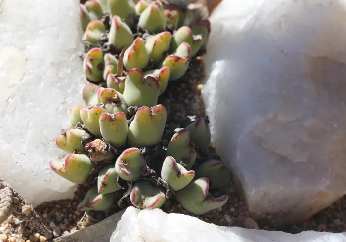 Konofitas dvilapis nuotrauka
