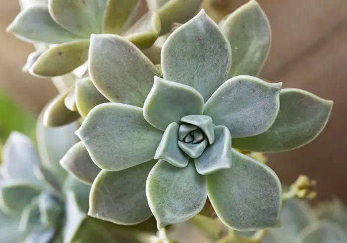 Graptopetalumas paragvajinis nuotrauka