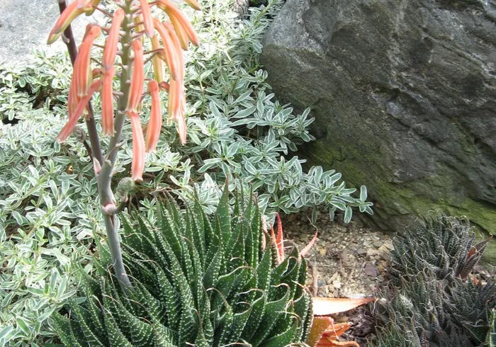 Nėriniuotoji alavija (Aloe aristata) nuotrauka