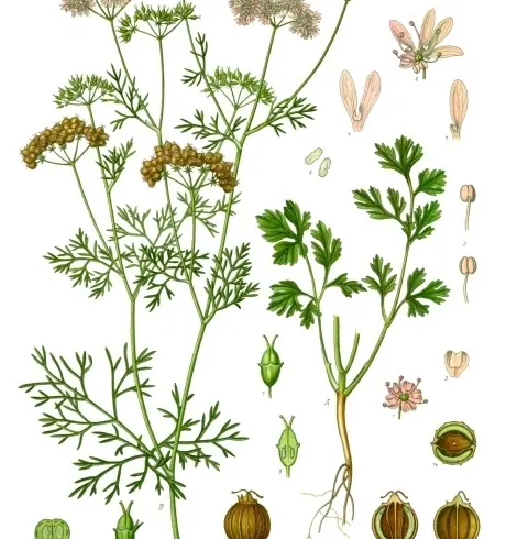 Kalendra nuotrauka