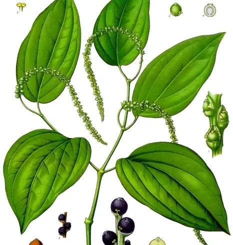 Juodasis pipiras nuotrauka