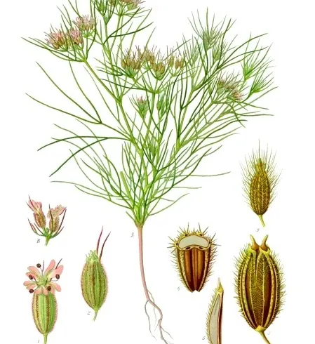Kuminas nuotrauka