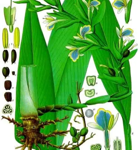 Kardamonas nuotrauka
