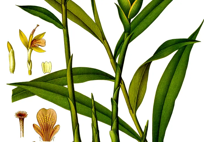 Imbieras nuotrauka