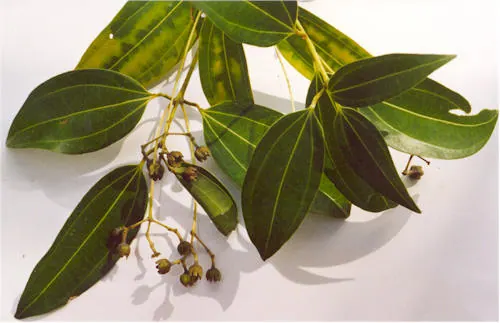 Cinamonmedis nuotrauka