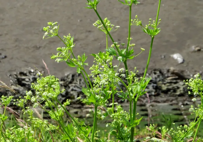 Salieras nuotrauka