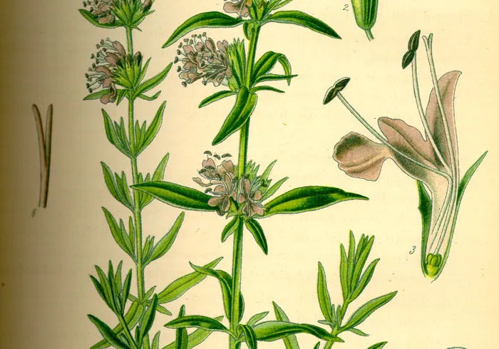 Isopas nuotrauka