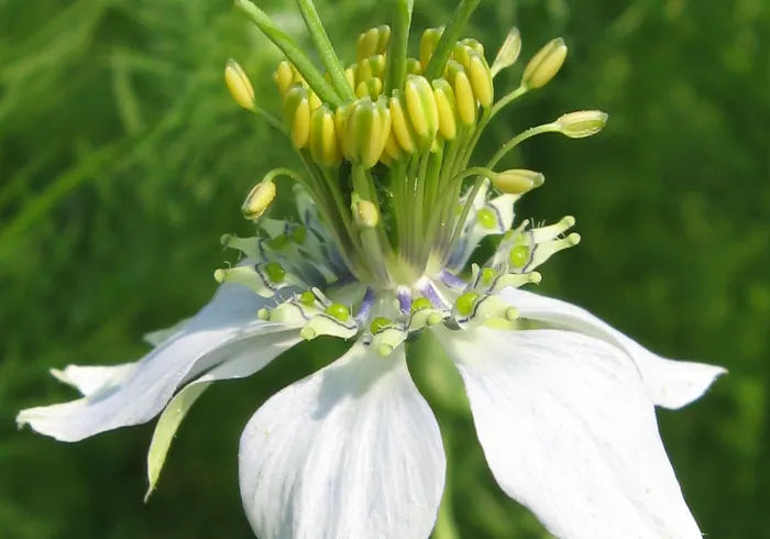 Juodgrūdė (Nigella sativa) nuotrauka
