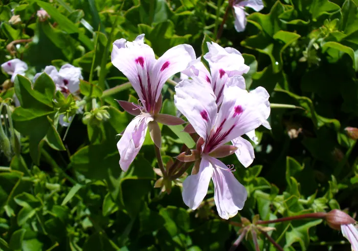 Svyrančioji pelargonija nuotrauka