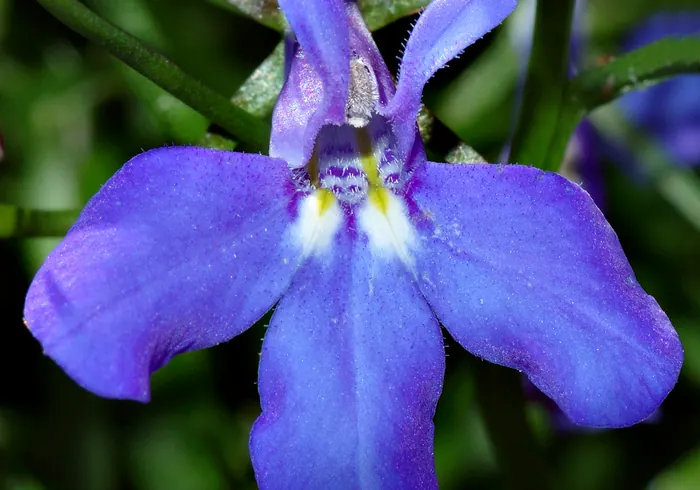 Lobelija nuotrauka